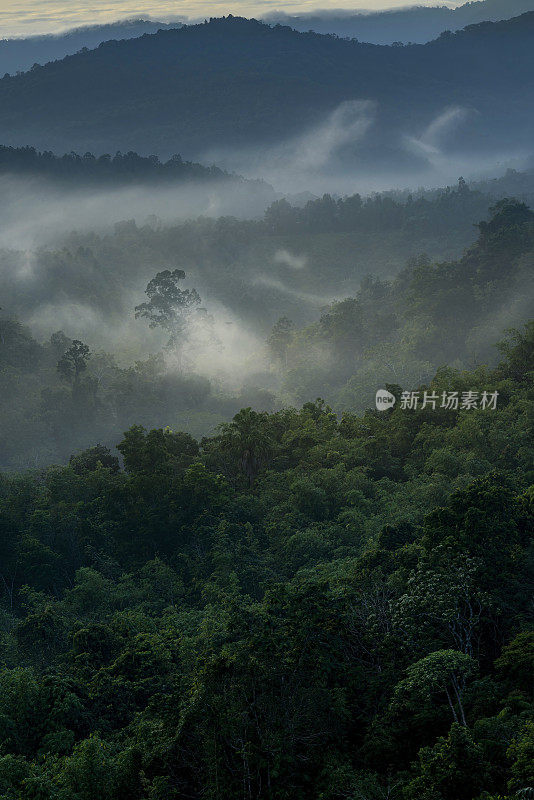 日出时看到的山脉或热带雨林中的山谷，有淡淡的雾和绿色