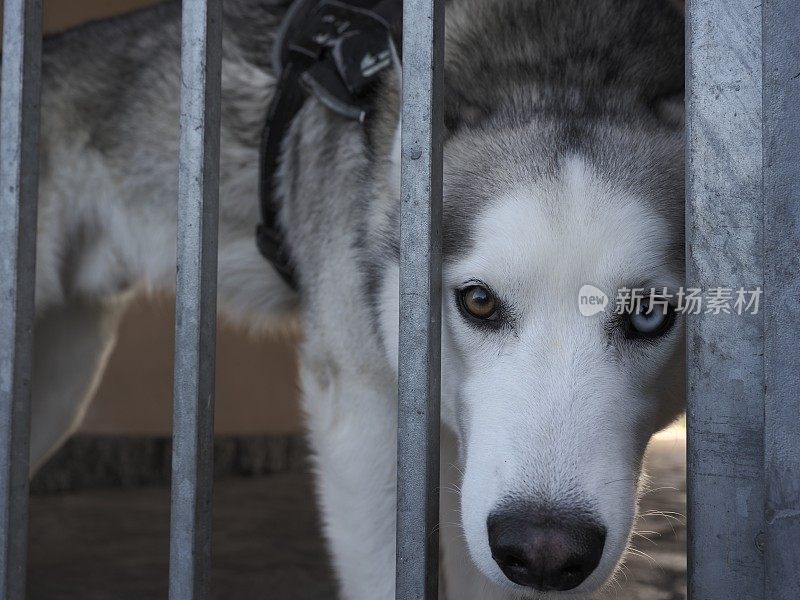 哈士奇犬画像