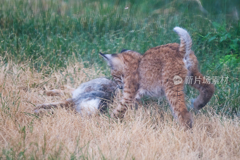 在美国西部的北美科罗拉多州捕获的彩色山猫(红猞猁)小猫和兔子妈妈