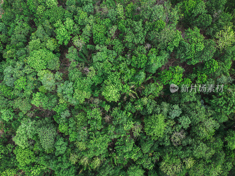 俯瞰世界上的绿色森林。生态系统生态健康环境。自然背景。