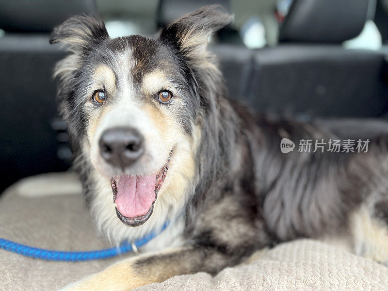 博德牧羊犬坐在打开的汽车后备箱里