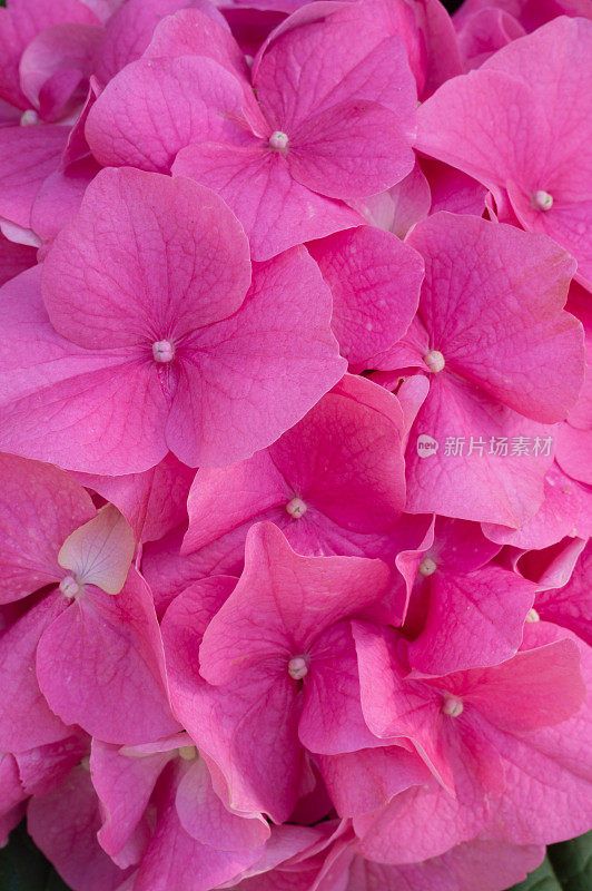 粉红色宏花，精致的自然花卉背景，淡粉色柔和的颜色。大自然中的绣球花特写，柔焦。
