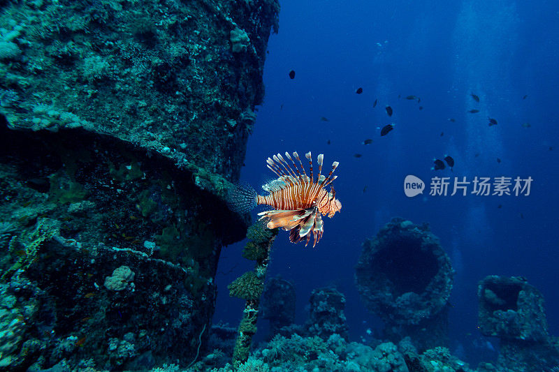 沙特阿拉伯延布，红海沉船上的狮子鱼