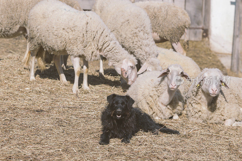 看守羊群的牧羊犬