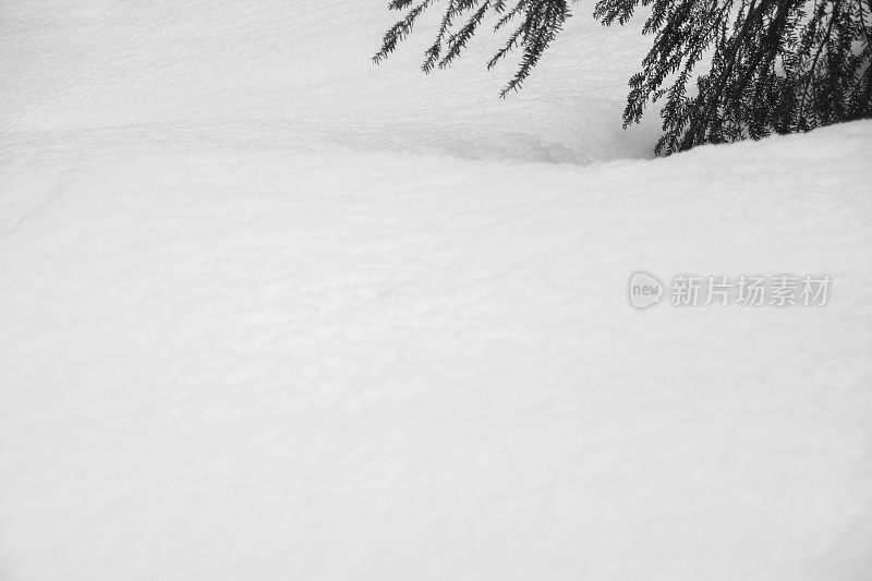 雪中的树，日本，长野县，南作区，长野县