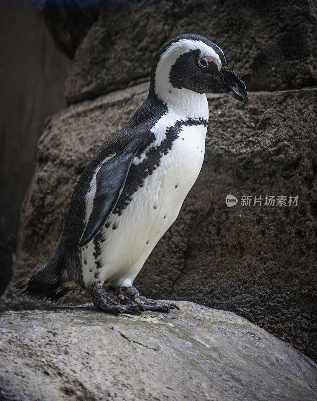 非洲企鹅