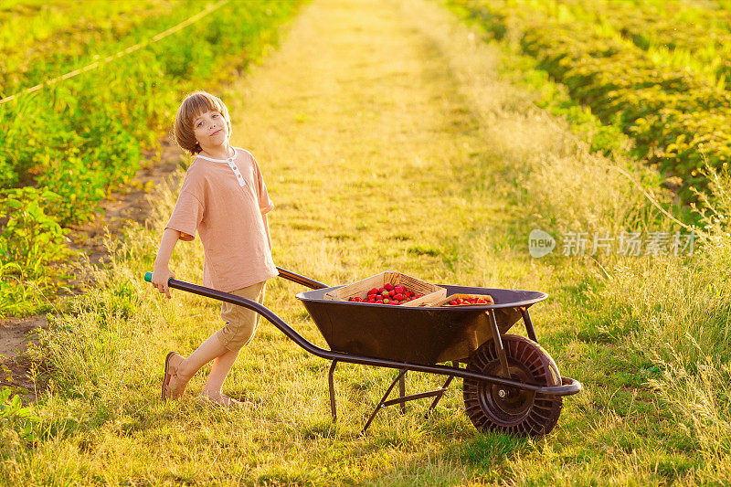 一个快乐的孩子在草莓地里摘草莓吃。