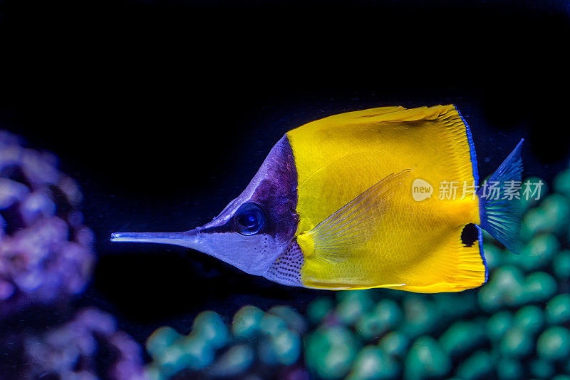 黄长鼻蝶鱼，又称黄长鼻蝶鱼，是毛齿动物科的一种海鱼。