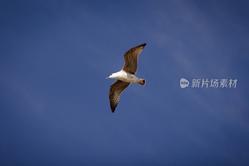 飞翔的海鸥。