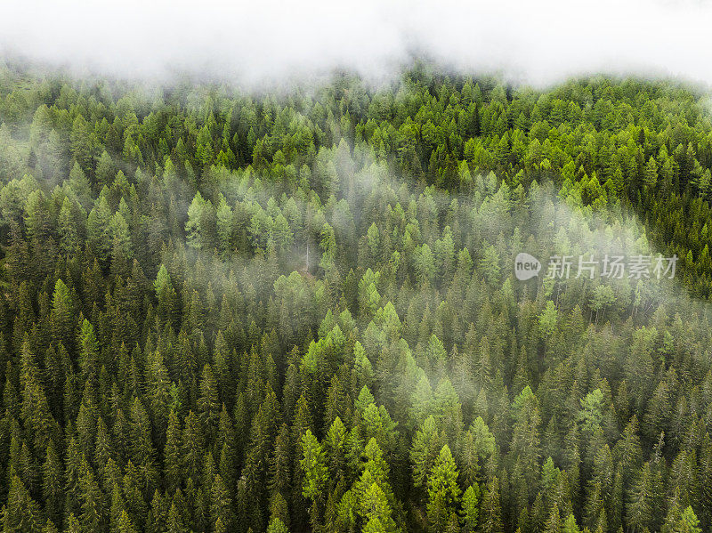 阿尔卑斯山中东部的一座山上的松树林景观