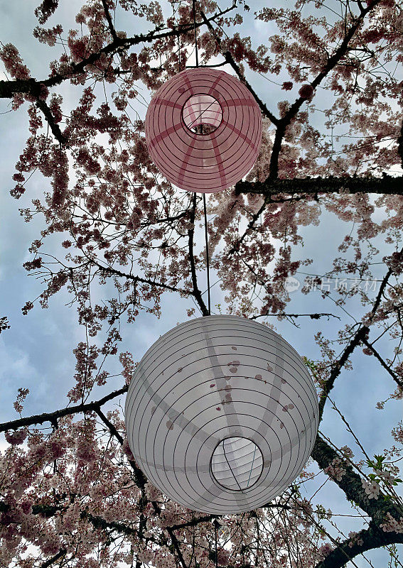 日本灯笼，樱花树