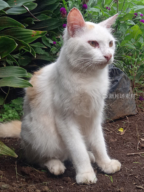 白色的毛茸茸的猫在花园里