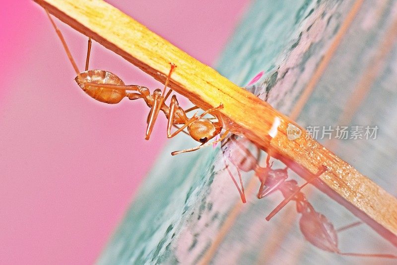 蚂蚁饮水——动物行为。