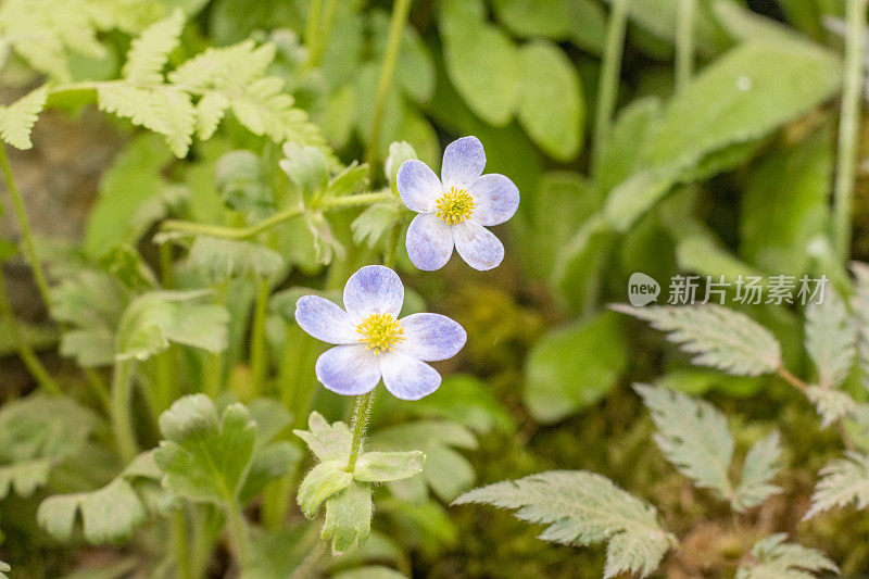 英国伦敦的银莲花