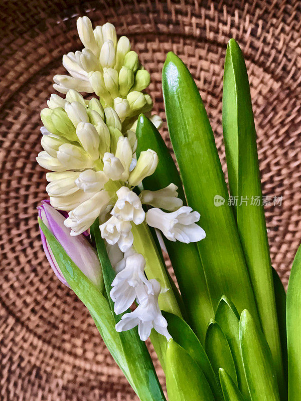 春花背景