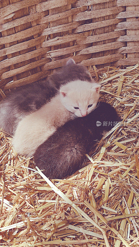 三只刚出生的小猫躺在稻草中间