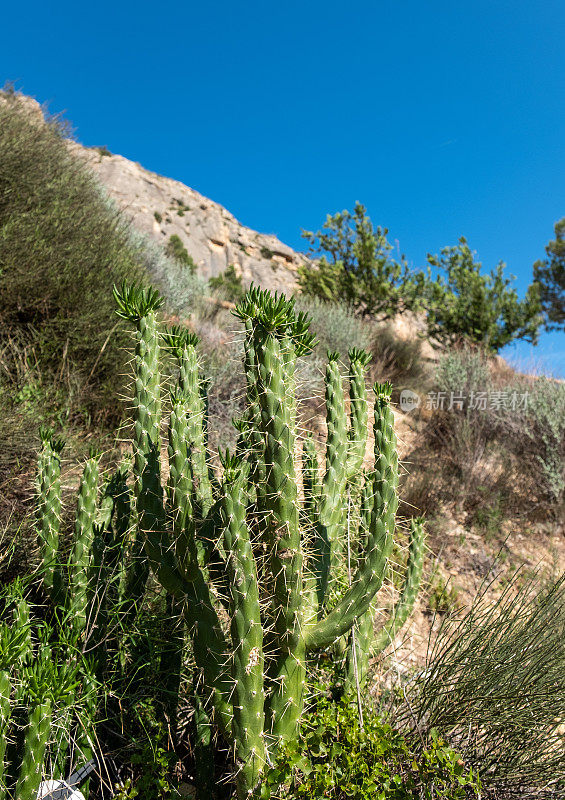 山和仙人掌在夏季西班牙阿利坎特地区，科迪勒拉。