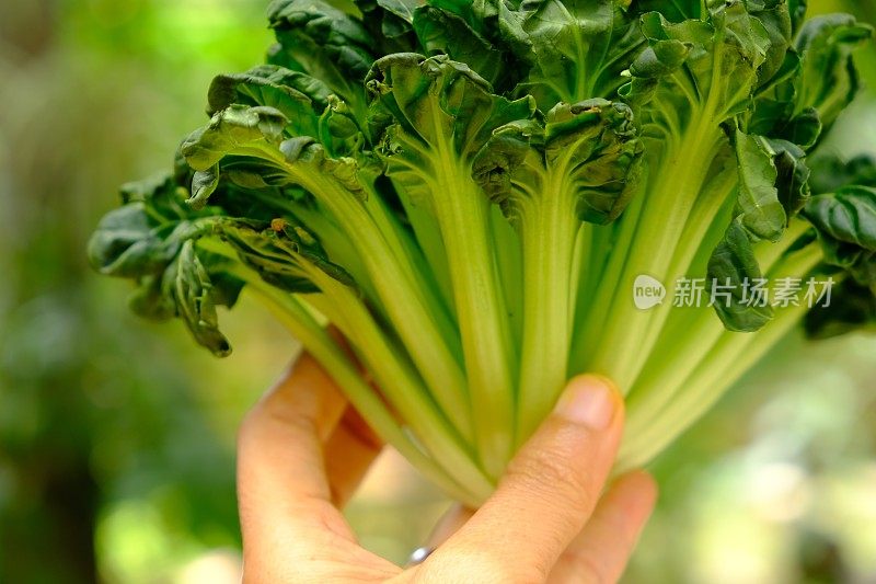 Sawi宝塔。Tatsoi是一种亚洲品种的油菜，用于蔬菜种植。它也被称为白菜，与我们更熟悉的白菜密切相关。油菜。narinosa。