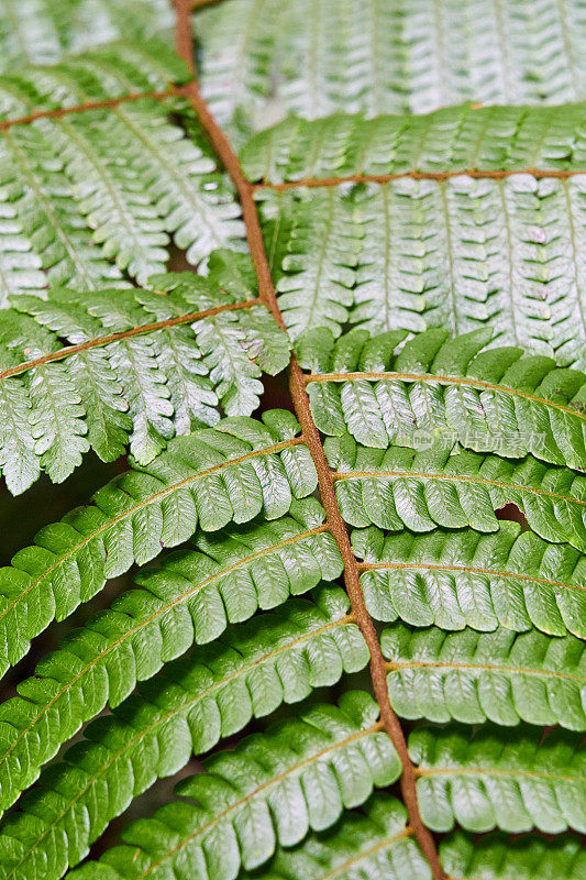 热带蕨类植物