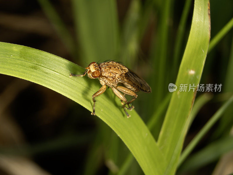 黑腹果蝇