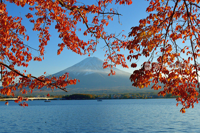 富士山和川口湖的秋叶颜色(樱桃树叶)