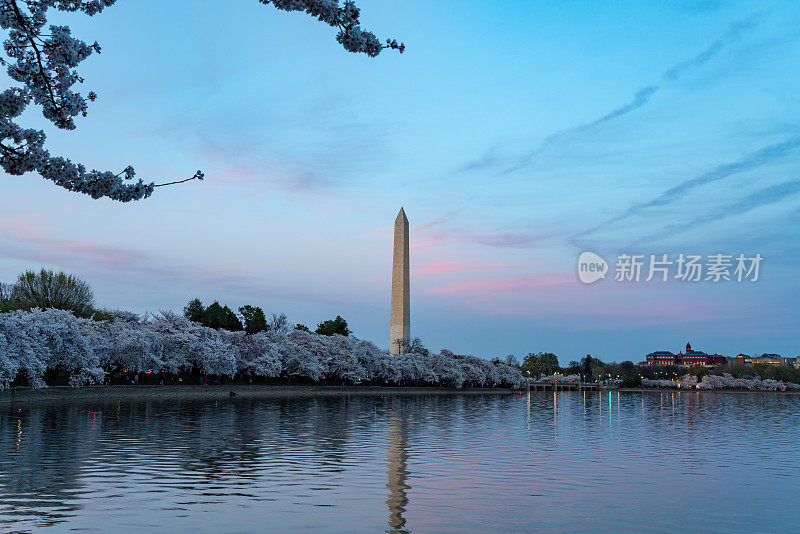 美国华盛顿特区国家樱花节期间的华盛顿纪念碑。