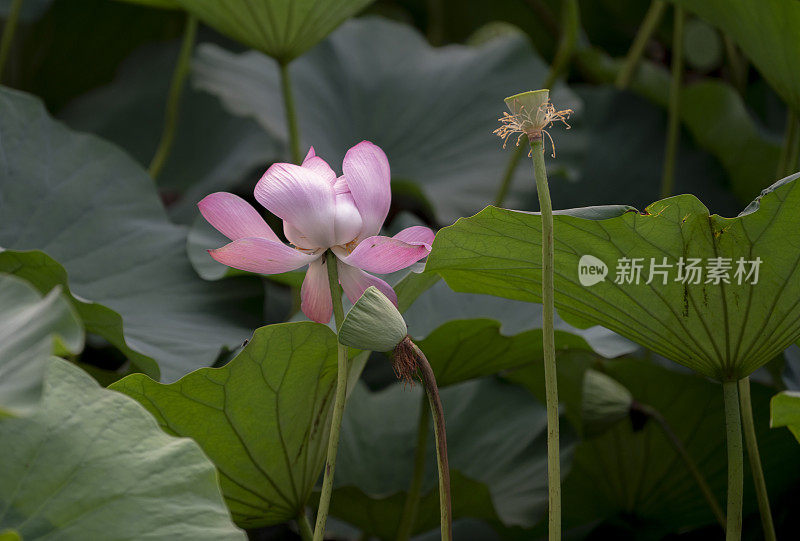 荷花和荷叶在池塘里