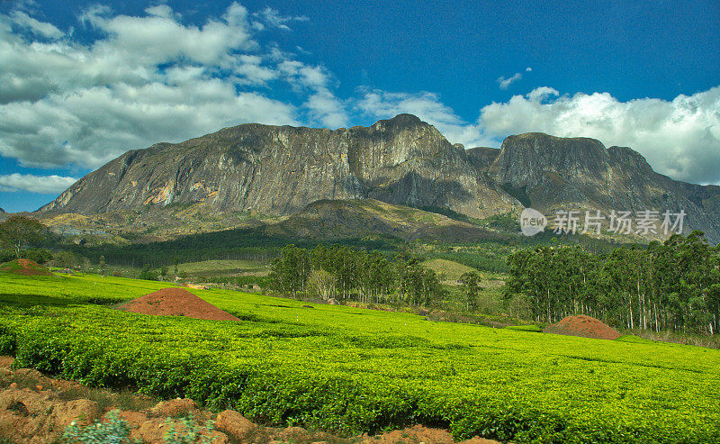 马拉维，穆兰格山茶园