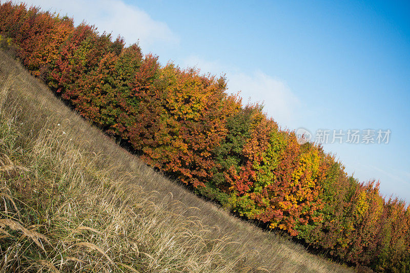 秋天的树线和清澈的蓝天背景