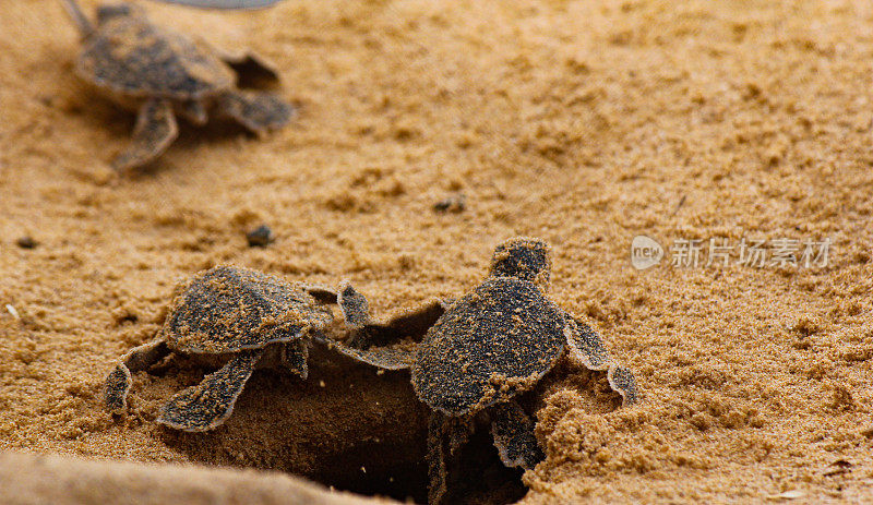 小海龟正在孵化。一天，海龟养殖场的希卡杜瓦的老海龟。、斯里兰卡。红海龟宝宝