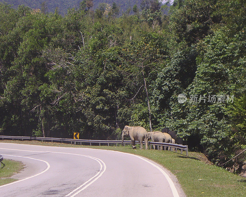 马来西亚路边的亚洲象