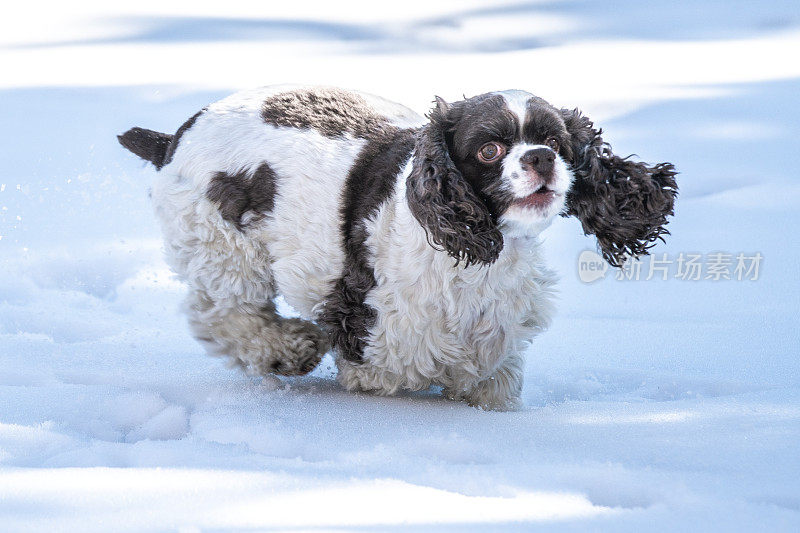 可卡犬小狗在雪地里奔跑