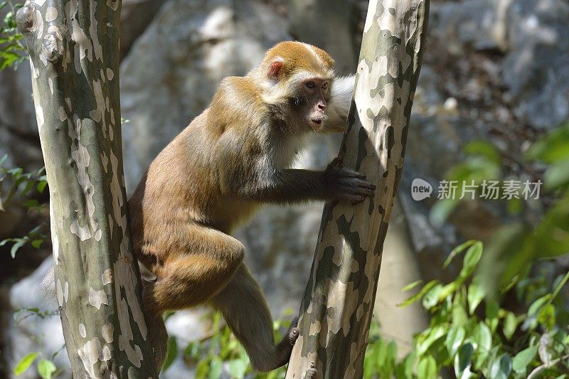 日常生活中的野生猕猴——一只坐在树枝上的猴子