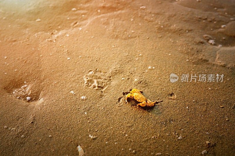 沙滩蟹