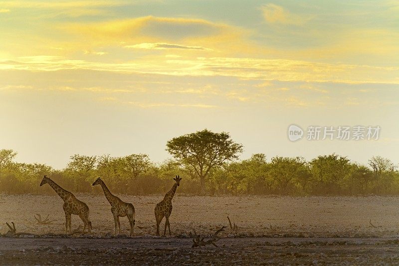 长颈鹿在Etosha水坑