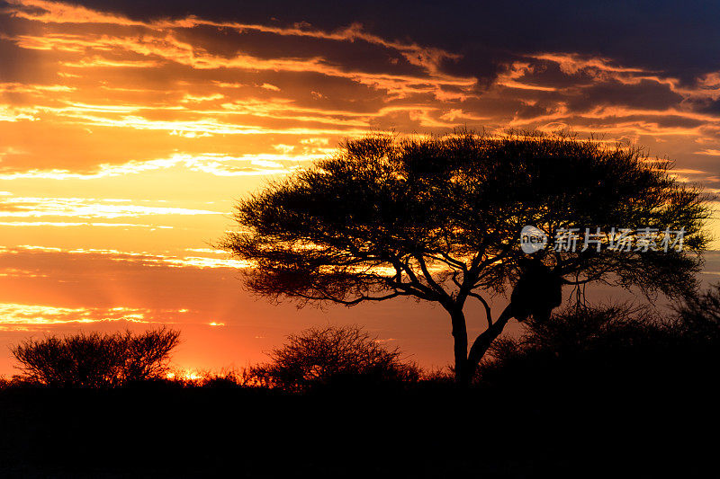 非洲树后的日落