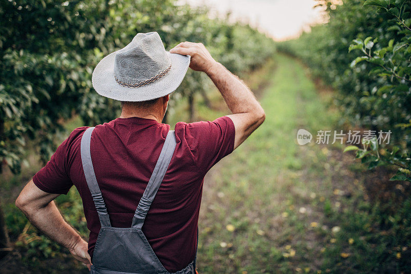 老农在他的果园里