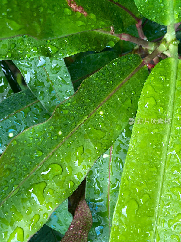 在普拉塔港的一个雨天，常青的大戟灌木叶子的特写，也被称为基督植物或基督刺。