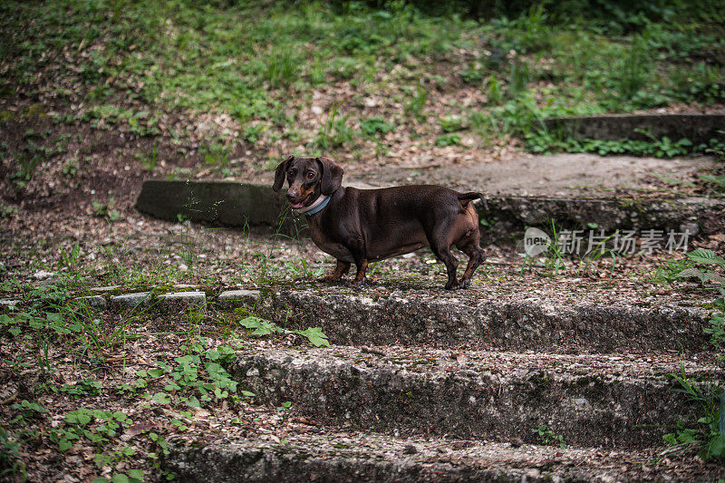 可爱的腊肠犬