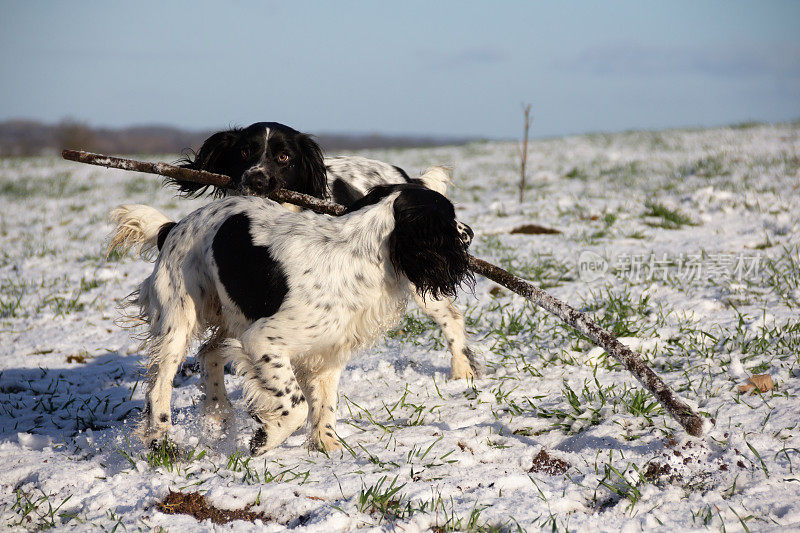 美丽的西班牙猎犬姐妹们在雪地里一起玩耍时分享一根棍子。