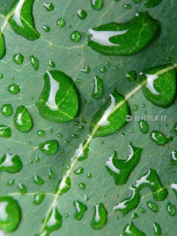 雨滴落在绿叶上