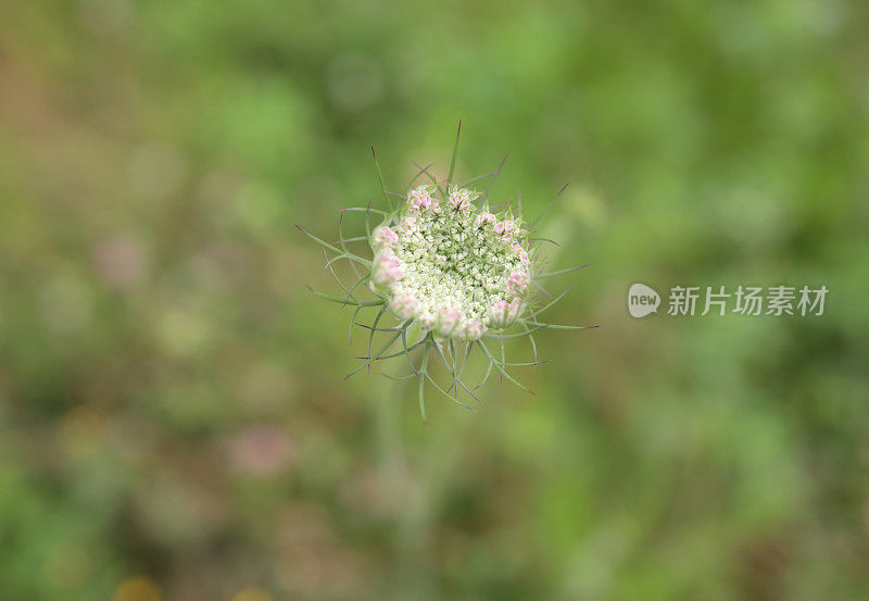 加拿大泛滥平原上的安妮女王的花边