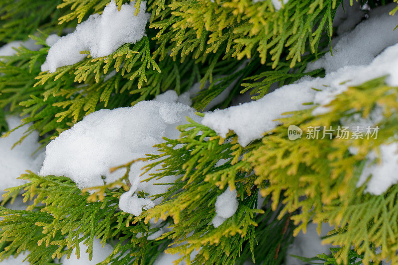 白雪覆盖着树