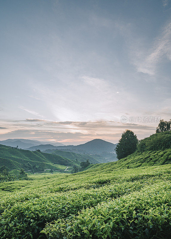 清晨在卡梅隆高地的茶园里种植茶树