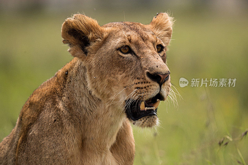 内罗毕国家公园里的狮子狩猎