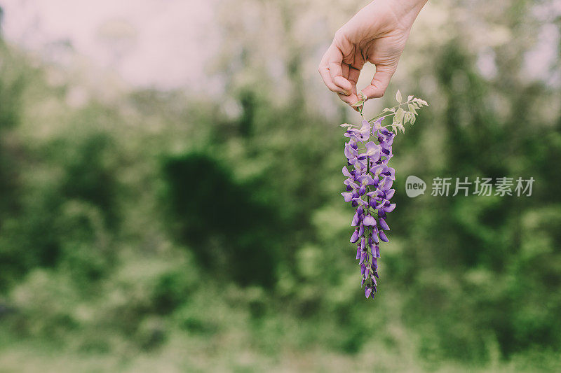 女人在春天的背景中拿着紫色紫藤