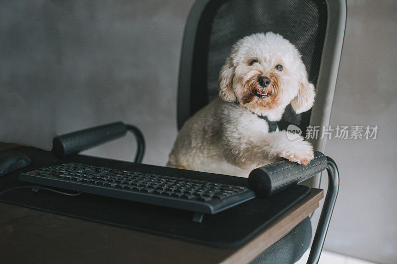 一只玩具贵宾犬在家里在台式电脑和电脑键盘前工作