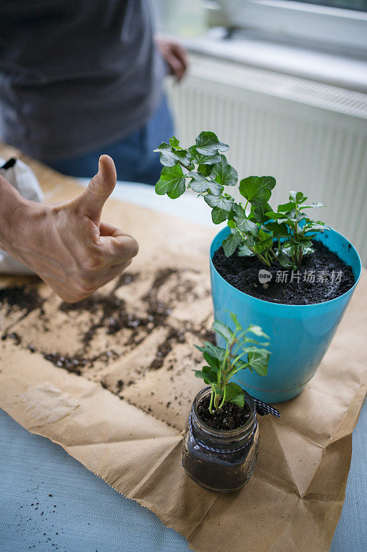 在花盆里种植物的人