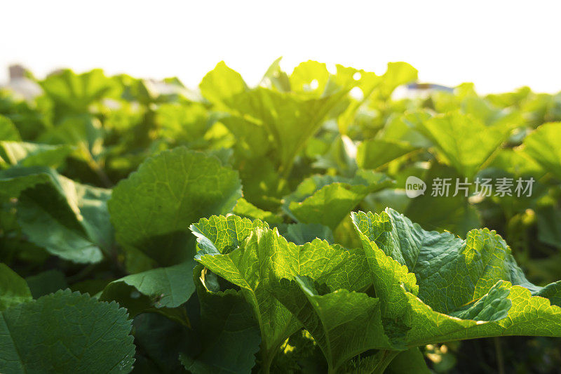 可食用的锦葵在阳光下的农田里