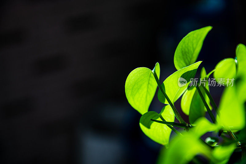 窗台上有绿色的植物。家庭园艺。